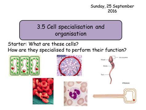 Be it humans or plants or animals, every living organism is composed of cells. Section 2. Cells. 3.5 Cell specialisation and organisation ...