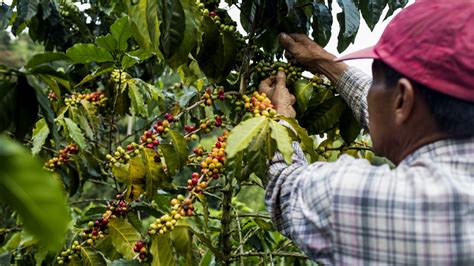 Colombian Coffee Farmers Are Paying The Price For Climate Change Grist