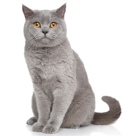 British Shorthair Cat Breed Profile Personality Facts