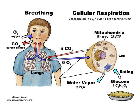 2 atp, 1 glucose, g3p. Cellular Respiration