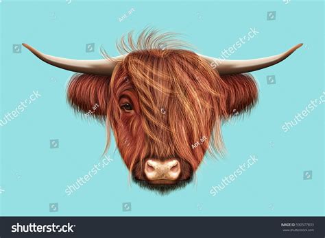 Illustrated Portrait Highland Cattle Cute Head Stock Illustration 590577833