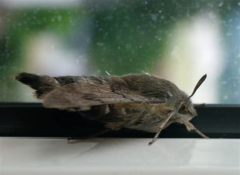 Image Macroglossum Stellatarum Humming Bird Hawk Moth Biolibcz