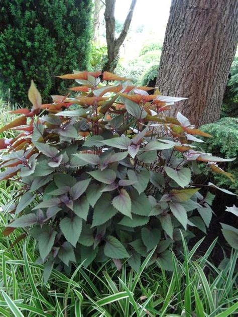 Joe Pye Weed Eupatorium Rugosum Chocolate From Growing Colors