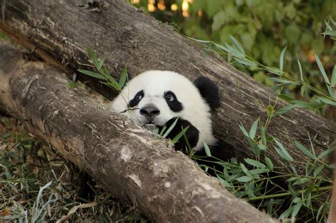 A Panda Bear Sitting On Top Of A Tree Branch In The Grass Next To A