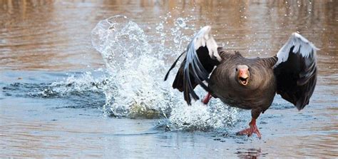 Psbattle Goose Running On Water Rphotoshopbattles