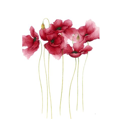 Transparent Pink Watercolor Flowers