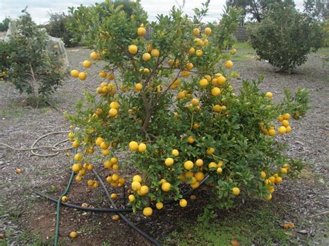When hot manure's are utilized too soon, they can burn the plants. Chicken Manure Orange Tree | Cromalinsupport