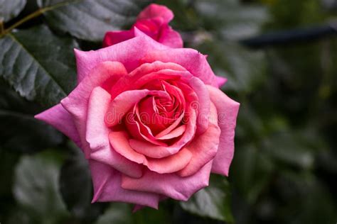 Beautiful Aloha Rose Bush In Bloom Stock Photo Image Of Gardening