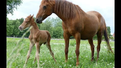 Newborn Foal Youtube