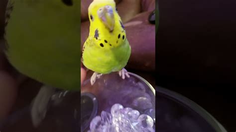 My Dead Parakeet 😢 😢 😢 😢😵😿😿 Youtube