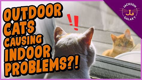 Outdoor Cat Tormenting Your Indoor Cat What You Can Do Competsport