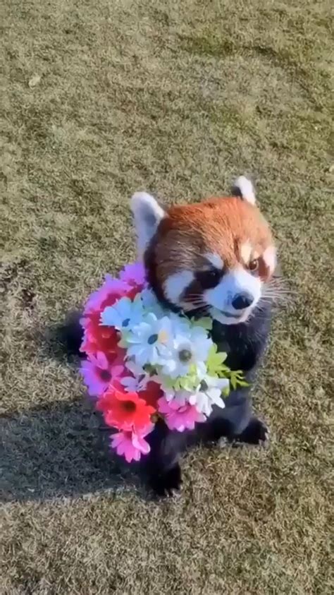 Red Panda Carrying Flowers Rmademesmile