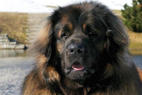 Leonberger Dog Breed Information American Kennel Club