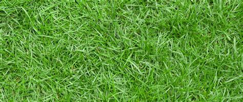 Do this while waiting for the zoysia grass to flourish. All You Need to Know About Zoysia Grass