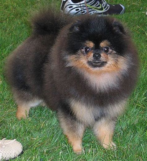 Black Pomeranian White Chest Pets Lovers