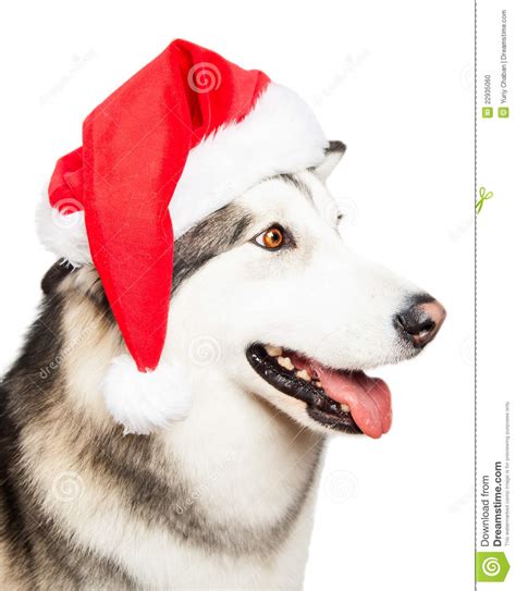 Dog With Santa Hat Stock Photo Image Of December Christmas 22935060
