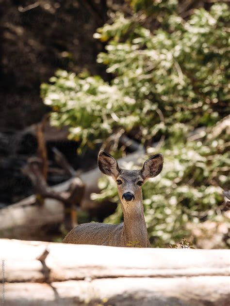 Deer In Yosemite Del Colaborador De Stocksy Alvaro Sanz Stocksy