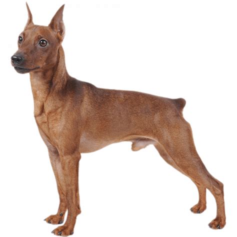 Miniature Pinscher Dog Breed Information Dognomics