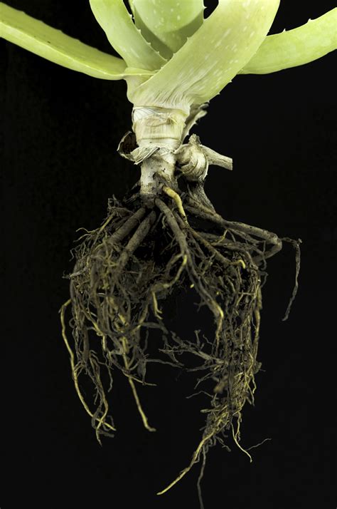 Get the pot ready by filling it with the mixture and shaking the plant lightly to remove. Aloe vera: Structures and Applications, by Glenn Doherty