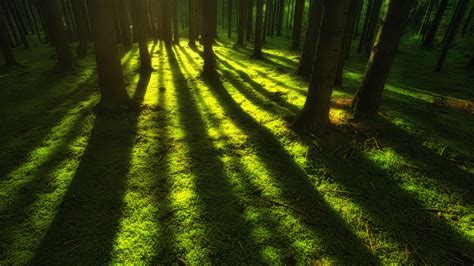 Forest Trees Sunbeam Trees Wallpapers Sunbeam Wallpapers Nature