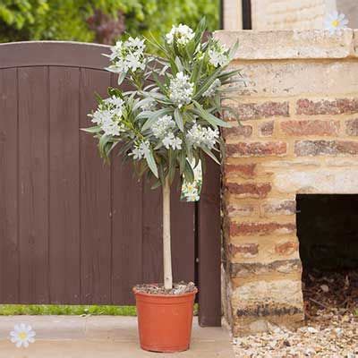 Nerium oleander /ˈnɪəriəm ˈoʊliːændər/, most commonly known as oleander or nerium, is a shrub or small tree cultivated worldwide in temperate and subtropical areas as an ornamental and landscaping plant. Image result for oleander trees potted | Potted trees ...