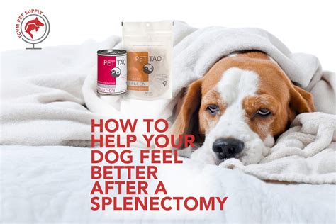 How To Help Your Dog After Spleen Removal Tcvm Pet Supply