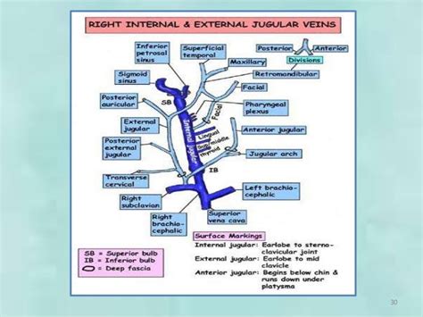 Venous Drainage Of Head And Neck