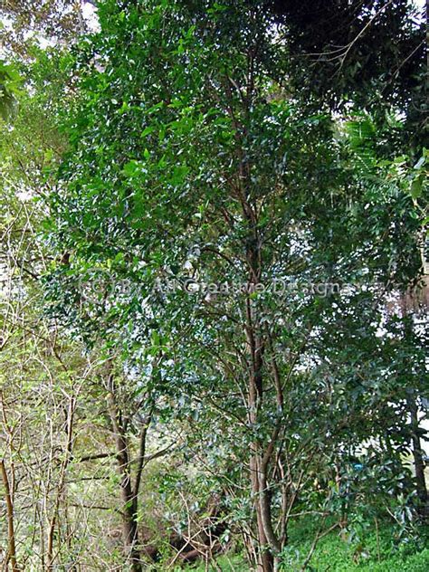 Artificial flowers and plants for interior, aquarium,. Trees Australia Identification Pictures, Photos, Images ...