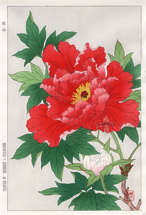Red Peony Spring Flower Japanese Woodblock Print By Shodo Kawarazaki