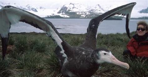 The Albatross The Largest Living Bird Capable Of Flight With A Wing
