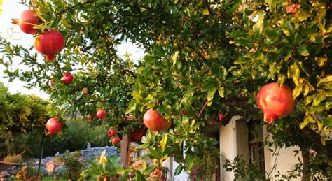 How To Grow A Pomegranate Tree In A Container
