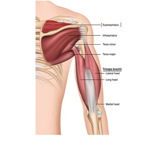 Supraspinatus Muscle Anatomy Origin Insertion Action The Wellness