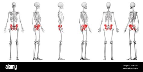 Hip Bones Illustration Stock Photo Alamy