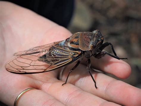 Its Nearly Cicada Census Time