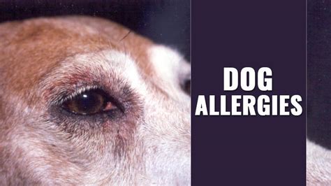 Dog Allergies In Check Symptoms Causes And Treatment Petmoo