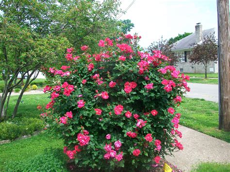 Pin By Elaine Matthes On Gardens I Like Beautiful Flowers Garden Rose Bush Knockout Roses