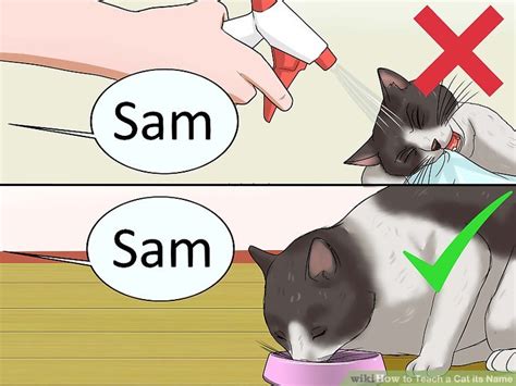 How To Teach A Cat Its Name 9 Steps With Pictures Wikihow Pet