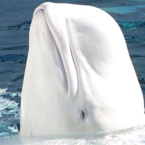 Beluga Wale Beluga Whale Animals Beautiful Albino Animals