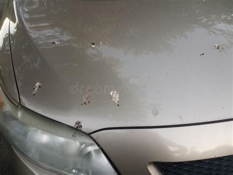 White Bird Poop On Gold Or Tan Car Stock Image Image Of Outdoor Mess