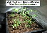 Photos of How To Start Growing Marijuana