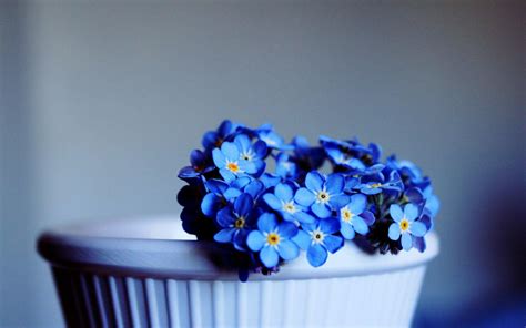 蓝色唯美花朵高清桌面壁纸 壁纸图片大全