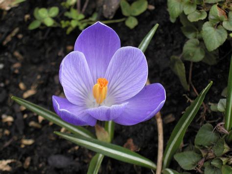 Northwest Garden Guide The Perfect Marriagecrocuses With Daffodils