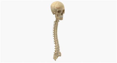 Human Spine Bones Skull 3d Model Turbosquid 1657085