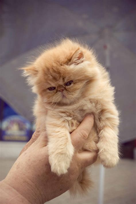 41 Very Cute Persian Kitten Pictures And Images