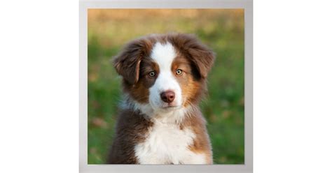 Cute Australian Shepherd Puppy Poster Zazzle