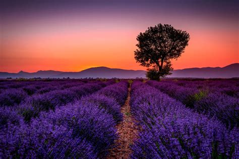 Photo Of Valensole The Lavender Fields Of Provence