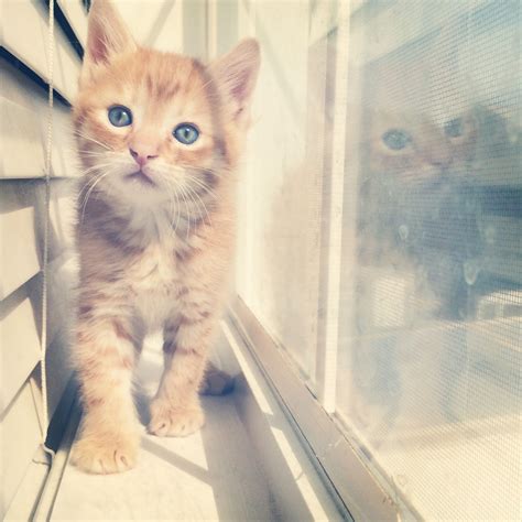 Oliver 6 Weeks Old Orange Tabby Kitten