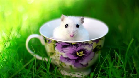 Cute White Rat Baby In Cup Hd Wallpapers