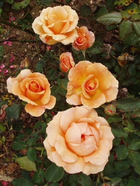 Special Occasion Hybrid Tea Garden Roses Pococks Roses The Cornish Rose Company