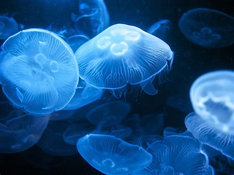 Make computer backgrounds with fotor's wallpaper maker to show off your own style. Moon Jellyfish Computer Desktop Backgrounds Free ...